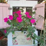 Multiple rose buds pink shutters
